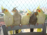 /album/animais-e-tudo-mais-/i-jpg/