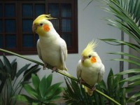 /album/animais-e-tudo-mais-/o-jpg/