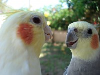 /album/animais-e-tudo-mais-/j-jpg/
