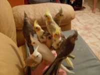 /album/animais-e-tudo-mais-/jj-jpg/