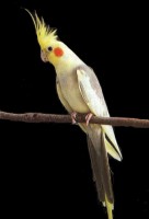 /album/animais-e-tudo-mais-/k-jpg/