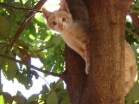 /album/animais-e-tudo-mais-/a176989-32290-1280-jpg/