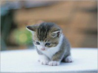 /album/animais-e-tudo-mais-/fotos-de-gatos-003-jpg/