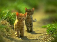 /album/animais-e-tudo-mais-/gatos-2-jpg/