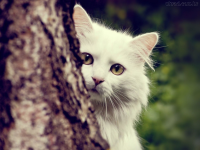 /album/animais-e-tudo-mais-/untitled-png/