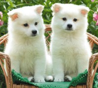 /album/animais-e-tudo-mais-/filhotes-de-cachorros-lindos-jpg/