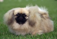 /album/animais-e-tudo-mais-/pequines-jpg/
