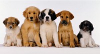 /album/animais-e-tudo-mais-/ra%c3%a7as-de-cachorros-pequenos-jpg/
