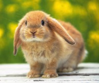 /album/animais-e-tudo-mais-/coelho1-jpg/