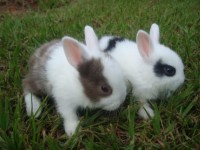 /album/animais-e-tudo-mais-/coelhos-jpg/