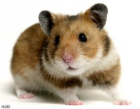 /album/animais-e-tudo-mais-/onde-comprar-um-hamster-1-jpg/