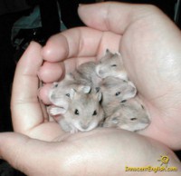 /album/animais-e-tudo-mais-/animais-hamster-0d88df-jpg/