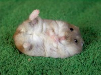 /album/animais-e-tudo-mais-/hamster-2-jpg/